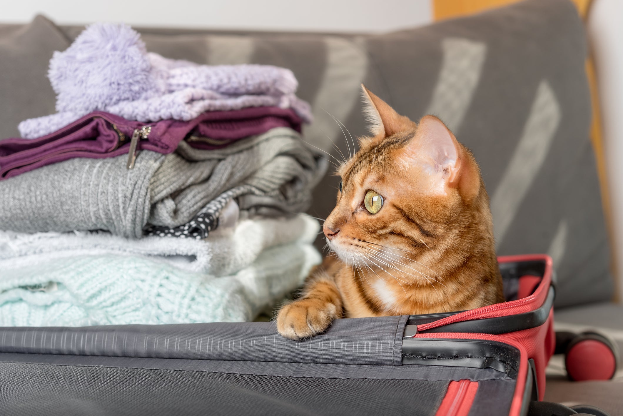Ao planejar uma viagem, é importante saber o que fazer com seu gato