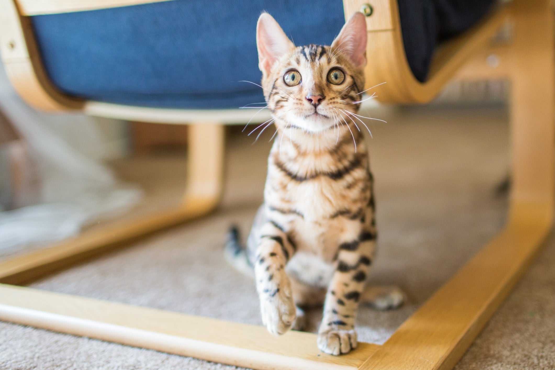 Existem várias curiosidades sobre gatos que ninguém faz ideia 