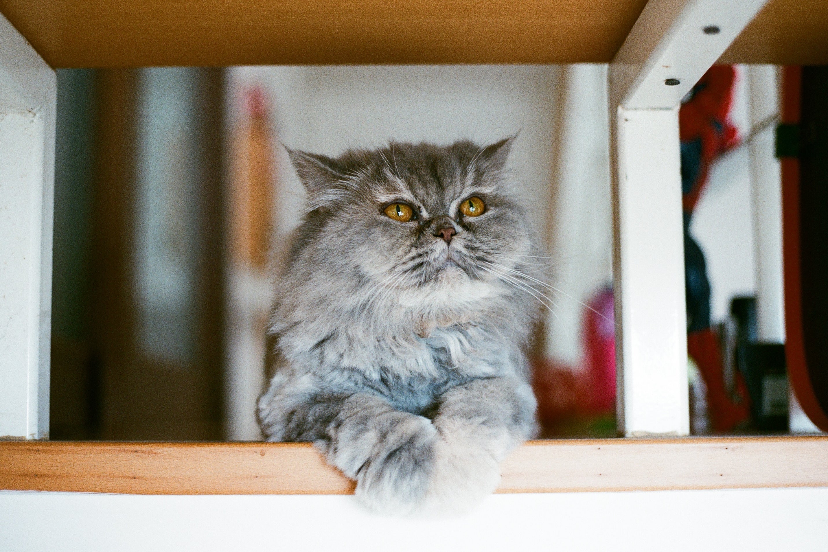 Confira quais são as raças de gato mais afetadas por doenças de origem genética