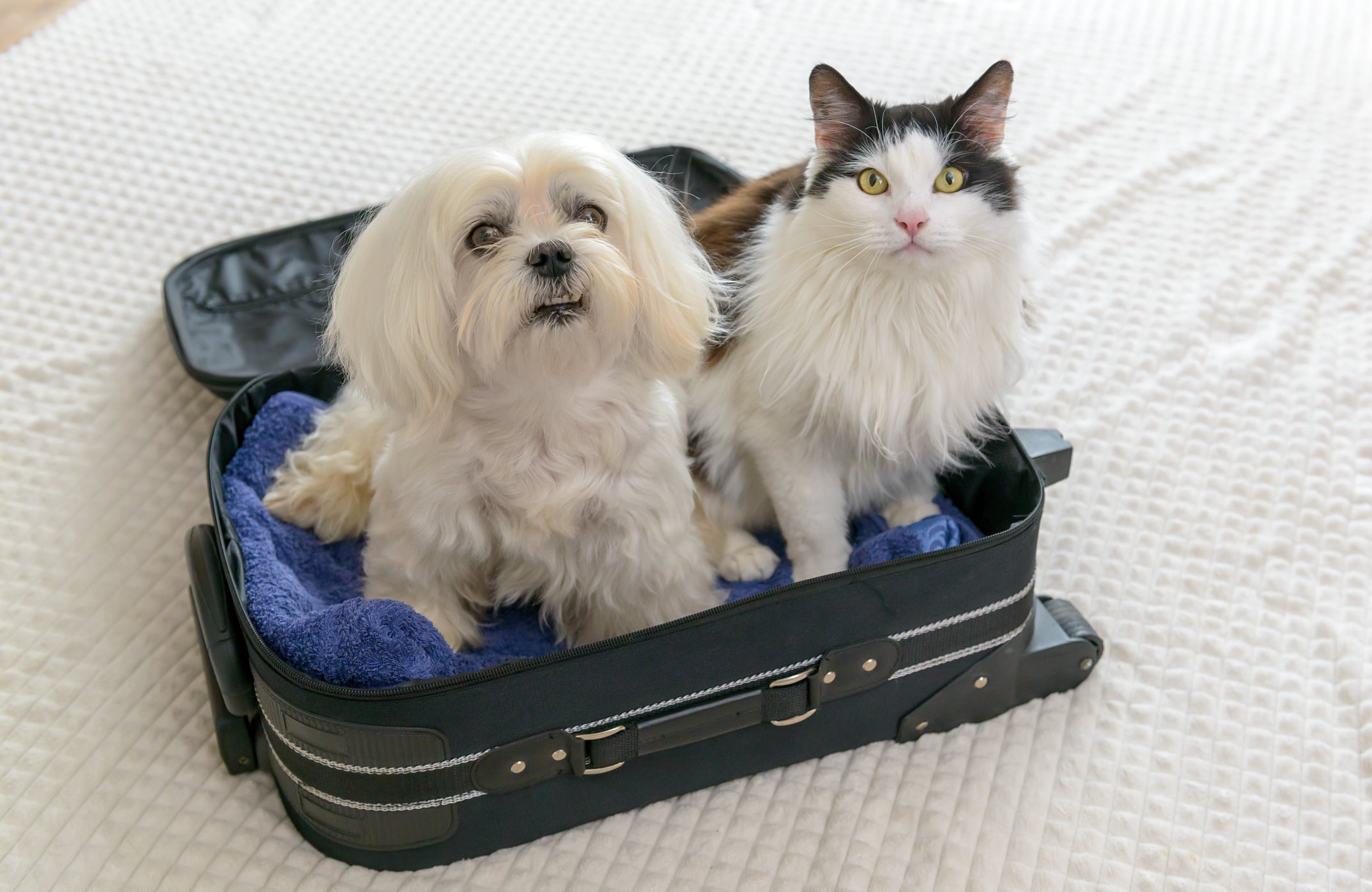 O hotel pet é uma excelente opção para tutores que precisam viajar