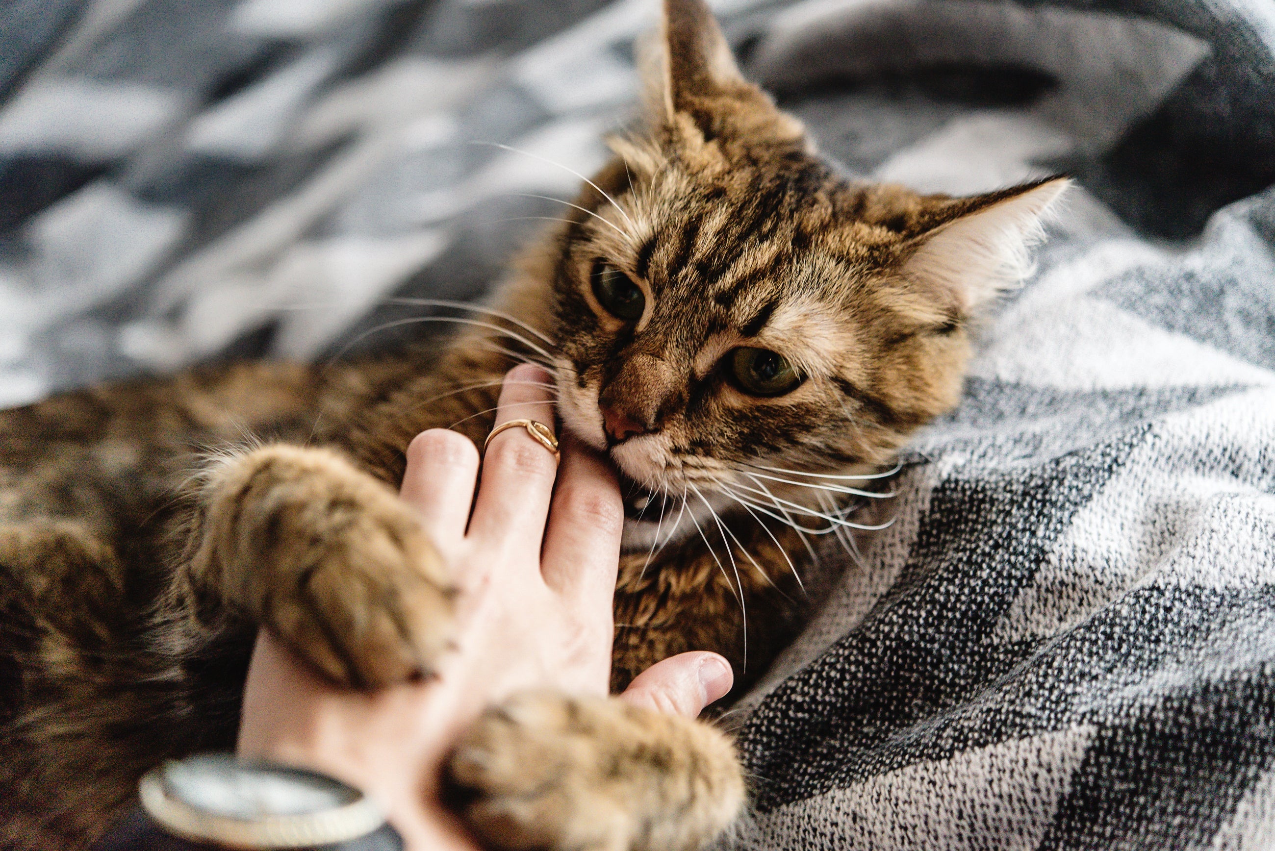 A mordida de gato não é tão forte quanto a dos cachorros