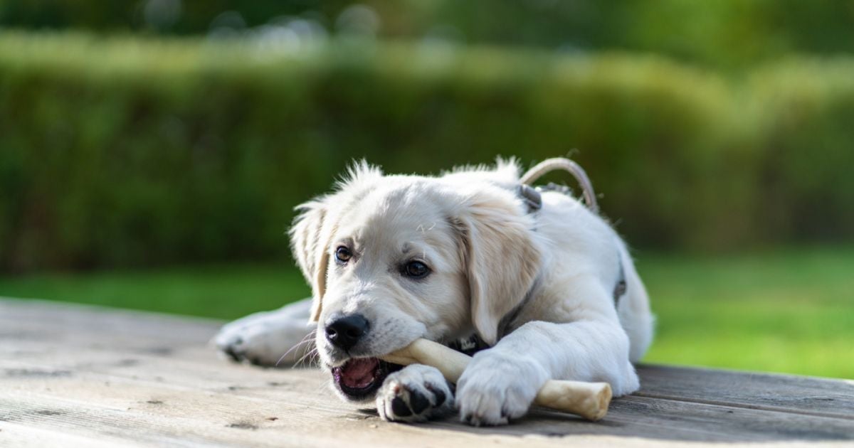 Dar um osso para cachorro pode ser muito perigoso se o tutor não tomar cuidado
