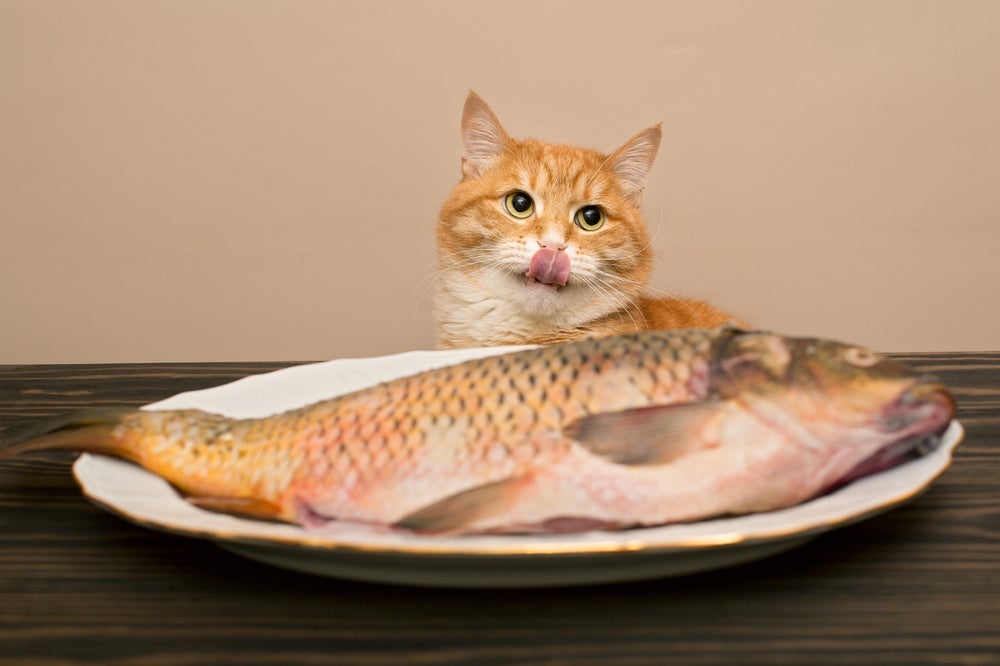 O curioso paladar felino: veja os sabores que os gatos mais adoram!