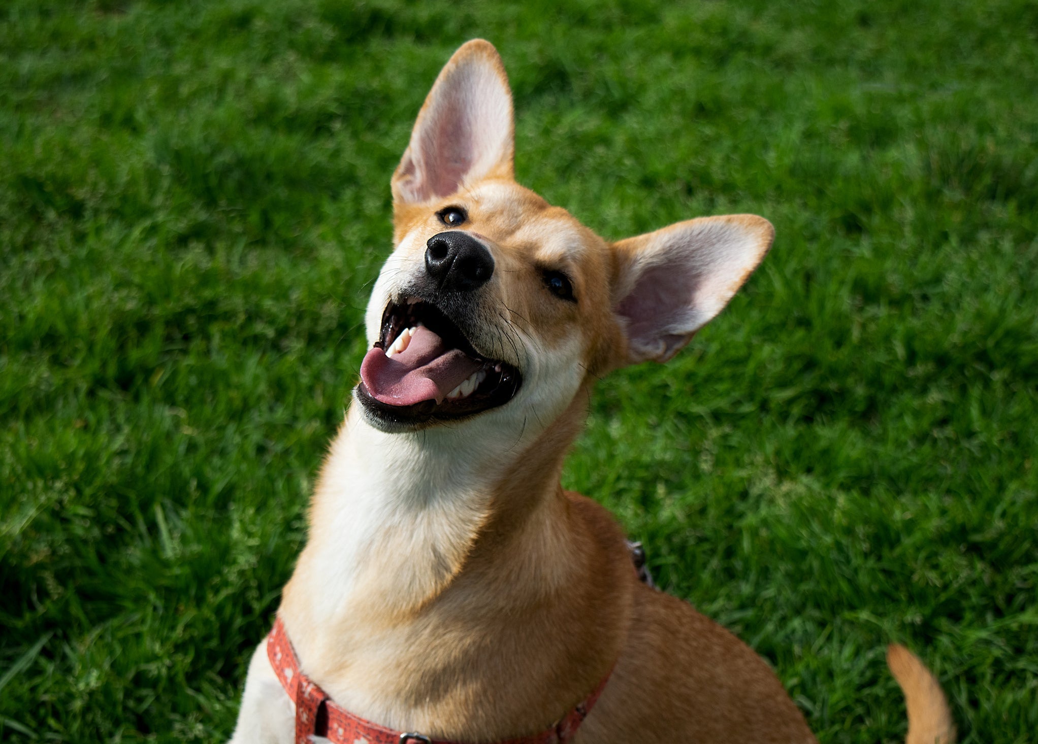A expectativa de vida do cachorro pode ser beneficiada com um hábito importante