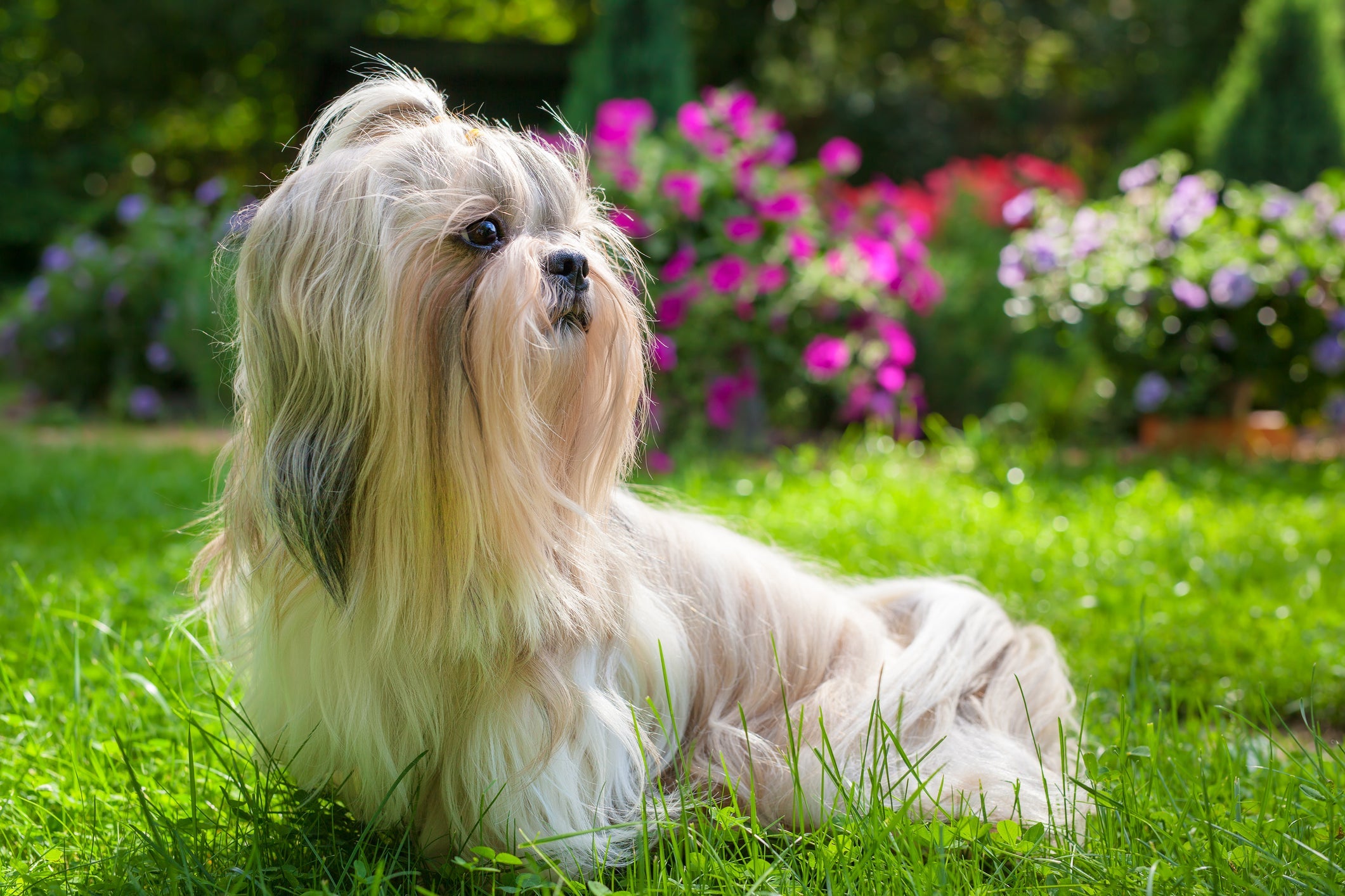 O pelo de cachorro precisa de cuidados para ficar bonito e saudável 