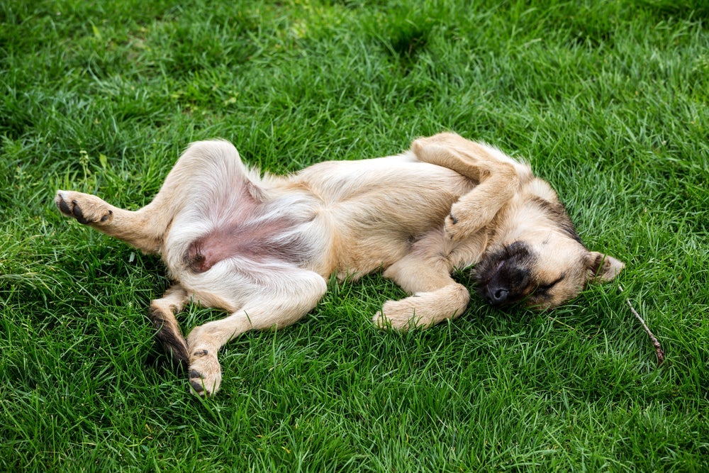 O pênis de cão esconde muitas curiosidades