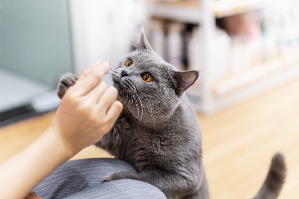 Os petiscos para gatos são grandes aliados de diversos momentos