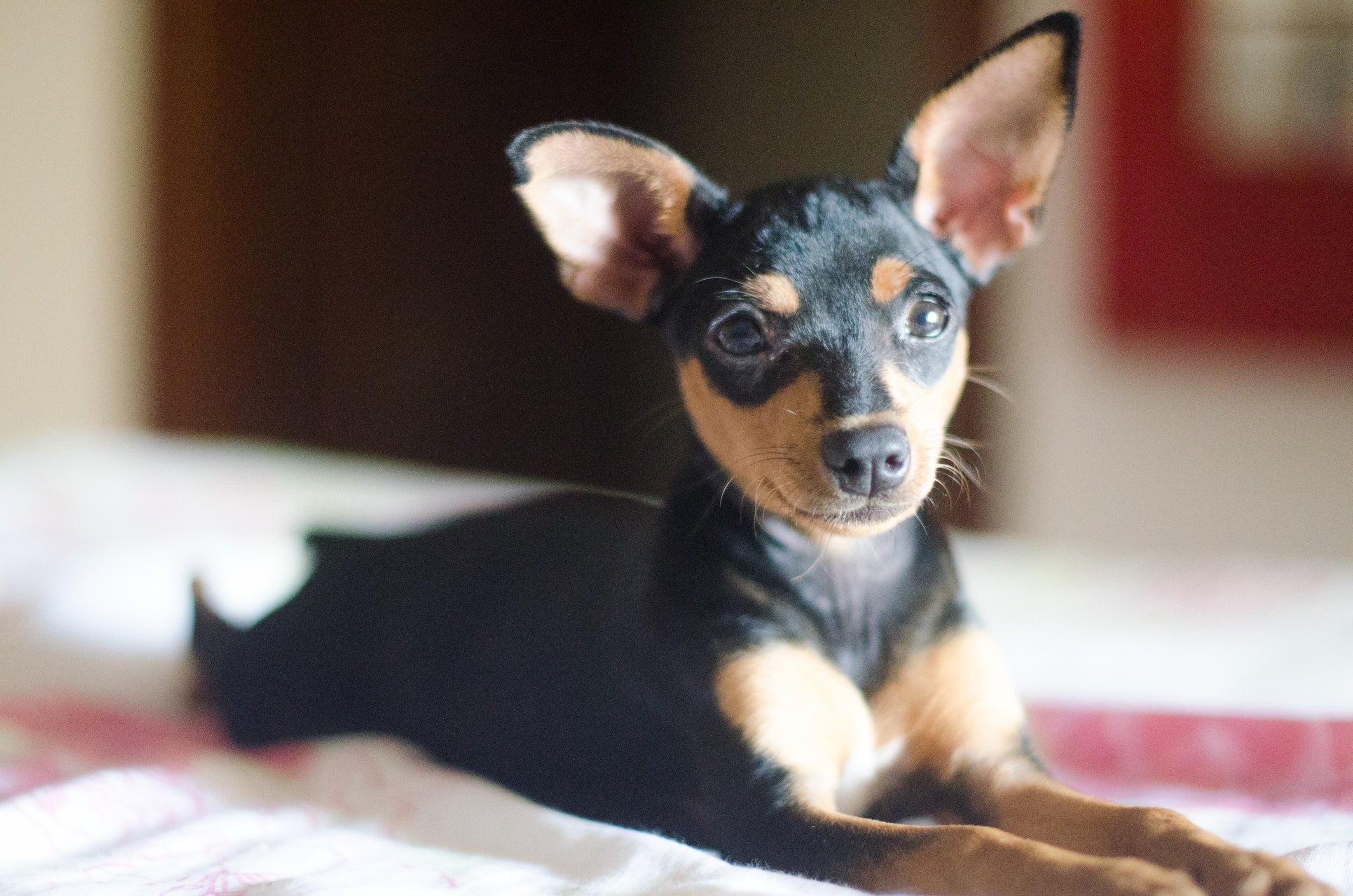 O Pinscher é um cachorro que pode variar em tamanho