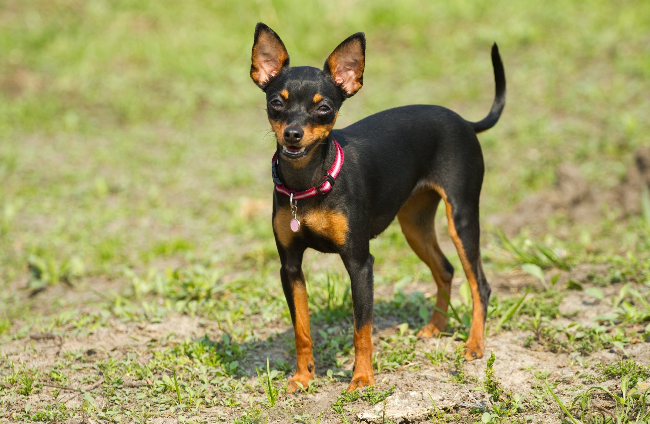 O Pinscher é uma das raças de cachorro mais populares do Brasil