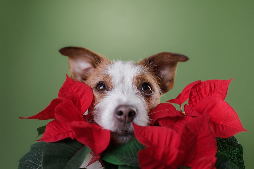 A flor-do-natal, embora seja linda, pode causar muitos prejuízos à saúde animal