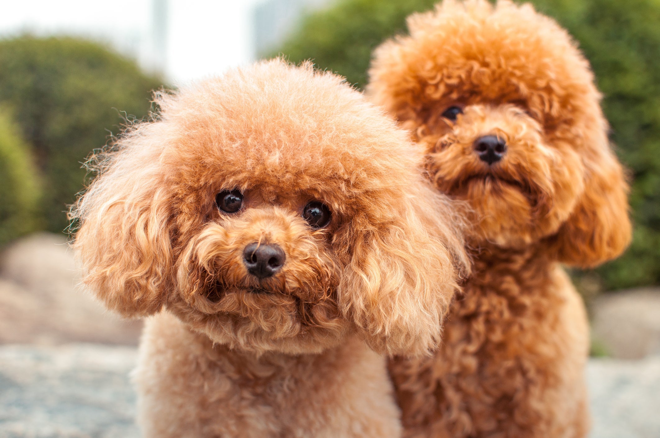 O cachorro Poodle pode ter diferentes tamanhos