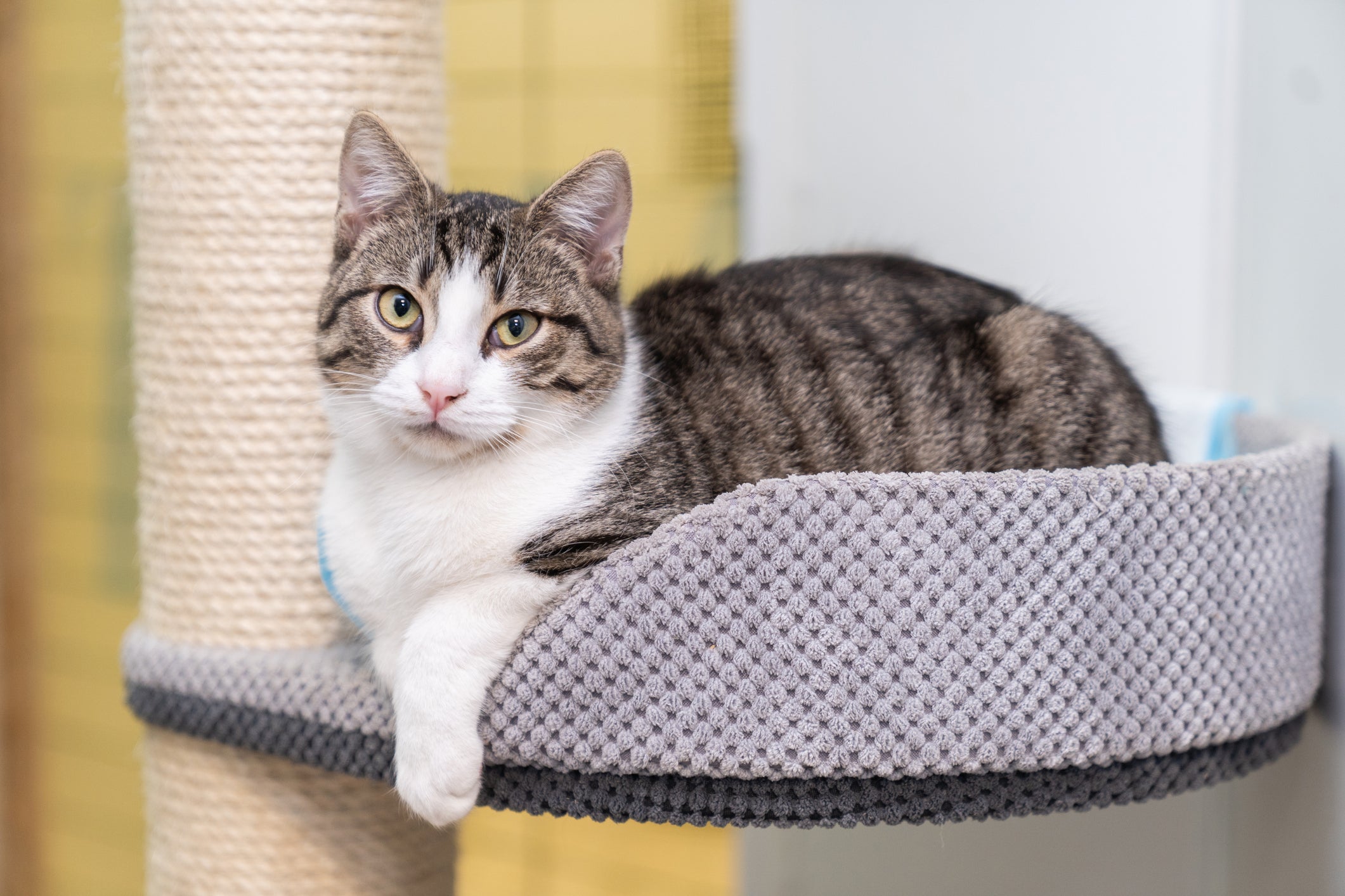 Existem várias opções de presentes para gatos que seu bichano vai amar