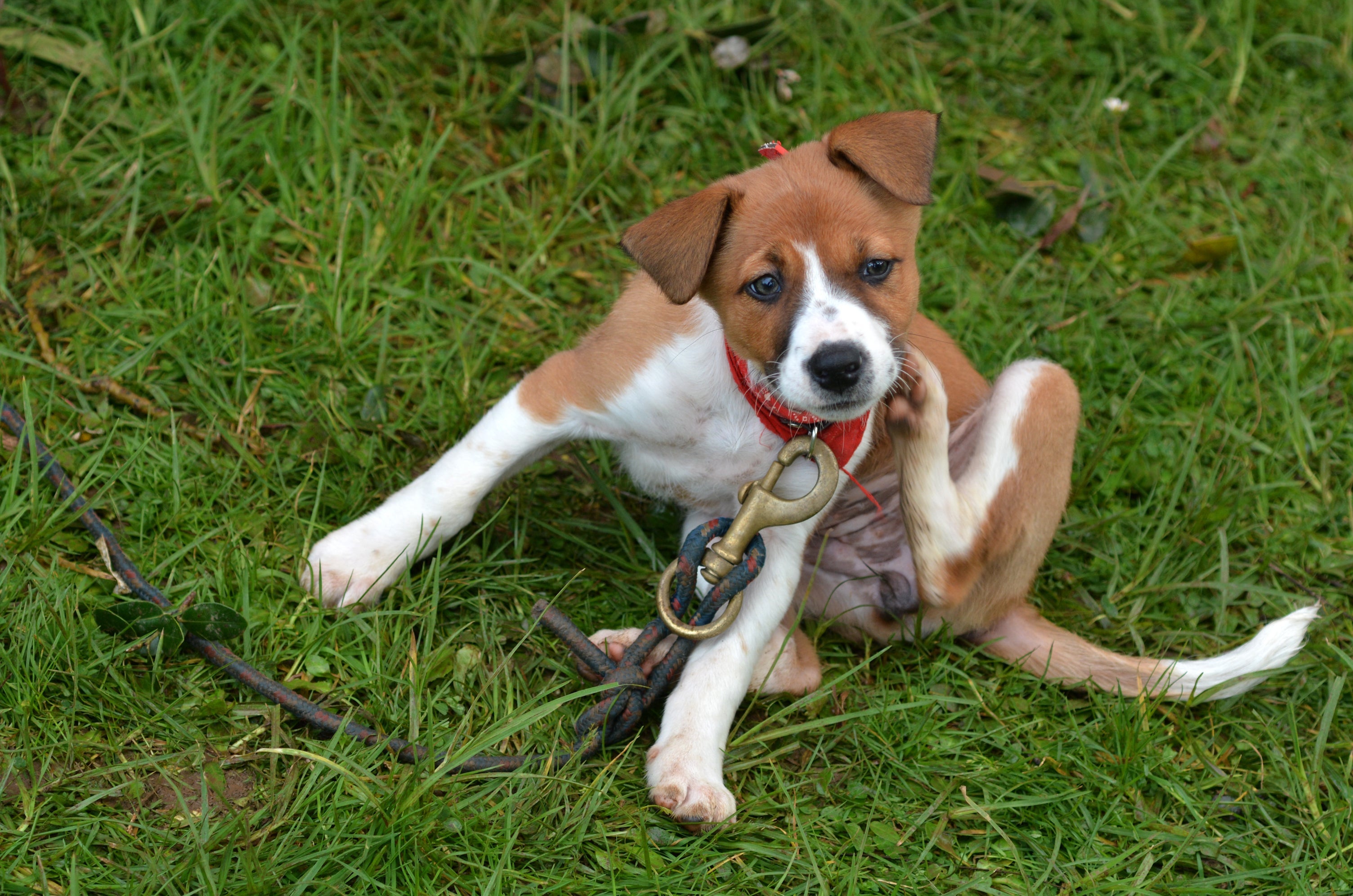 A pulga de cachorro causa extrema coceira no cão