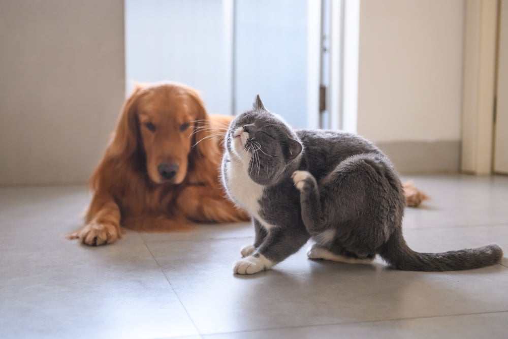 Dedetização de pulgas e carrapatos é essencial para casas com cães e gatos