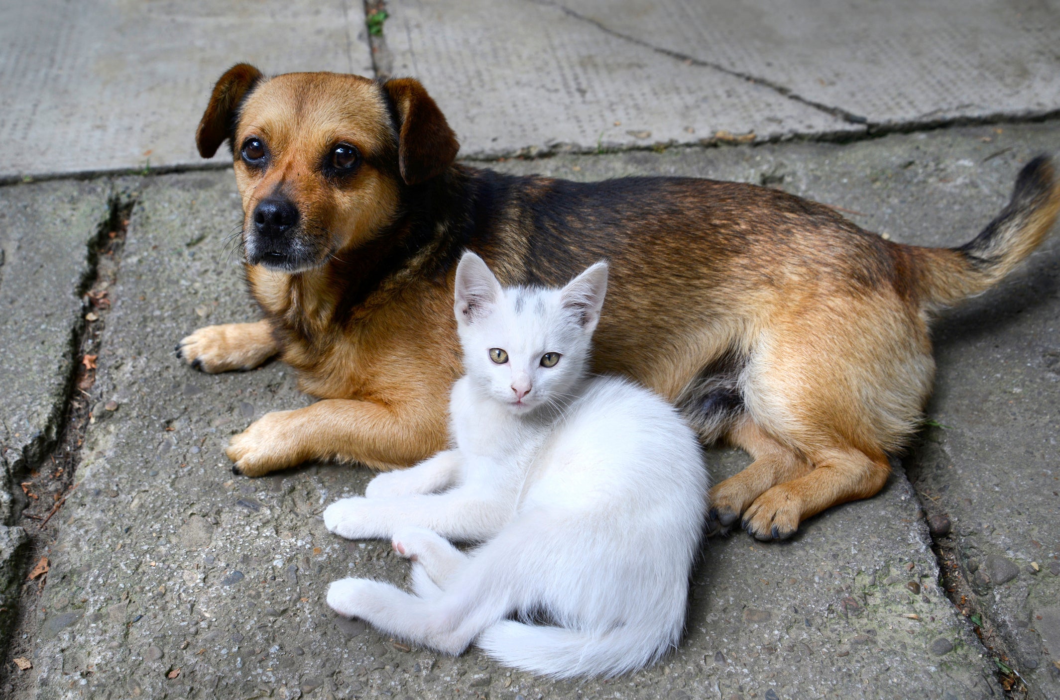 Descubra quanto tempo vive um gato e cachorro