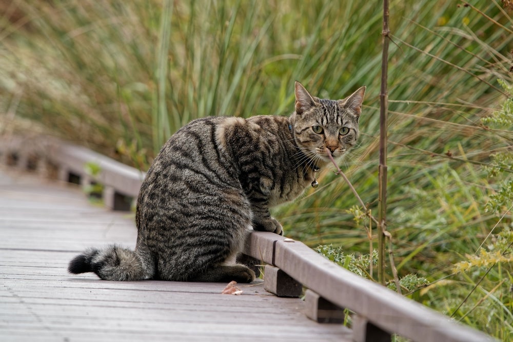 O rabo do gato tem um papel fundamental na comunicação