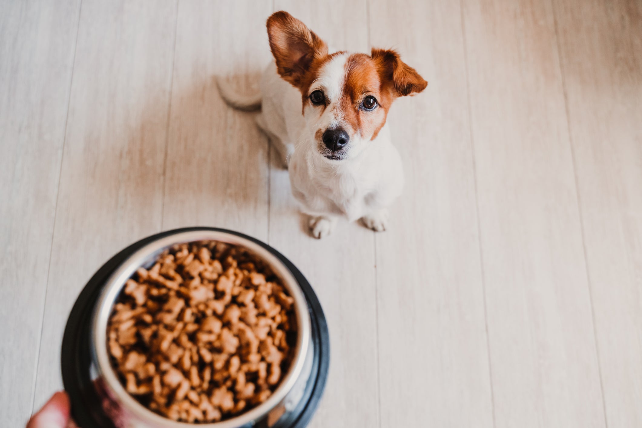 A ração de cachorro é um alimento completo nutricionalmente
