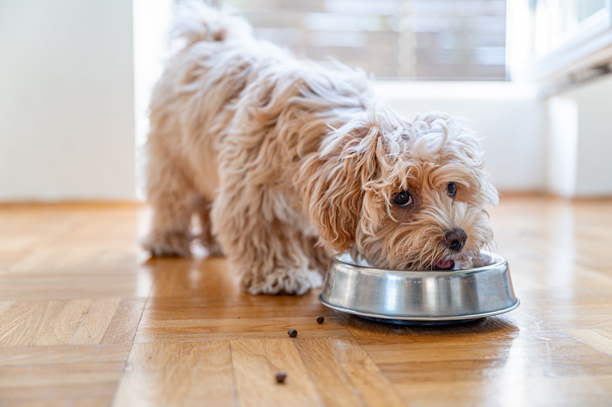 A ração para cachorro é formulada para atender as necessidades nutricionais dos cães