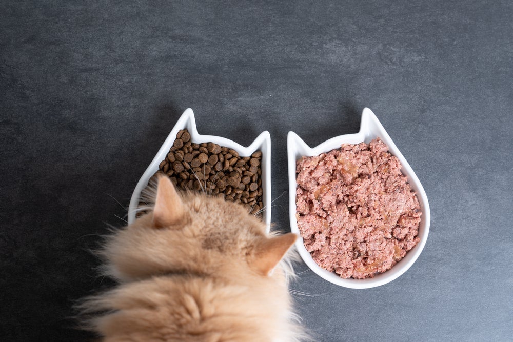 Ração seca X ração úmida para gatos: saiba como escolher!