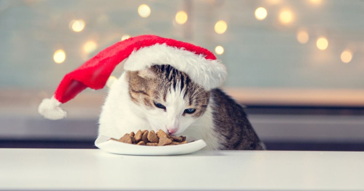 A ração para gatos é a melhor opção nas festas de fim de ano