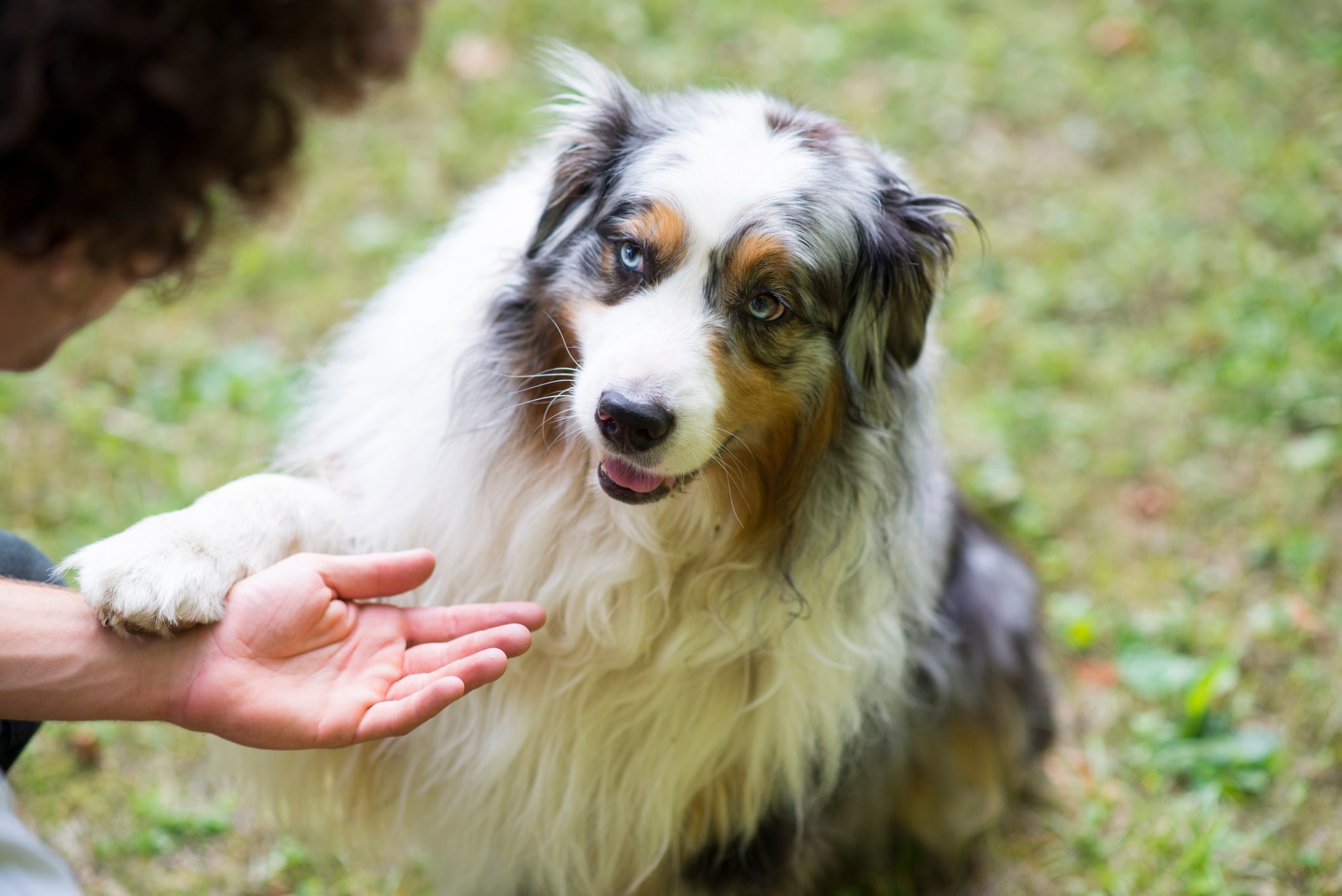 Algumas raças de cachorro se destacam no quesito inteligência