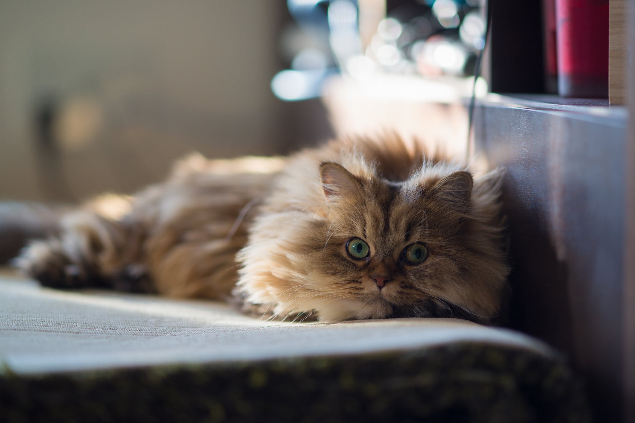 Algumas raças de gato vivem mais tempo do que outras