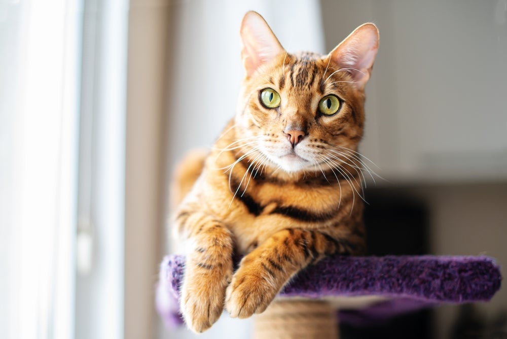 Confira quais são as principais raças de gato híbrido 