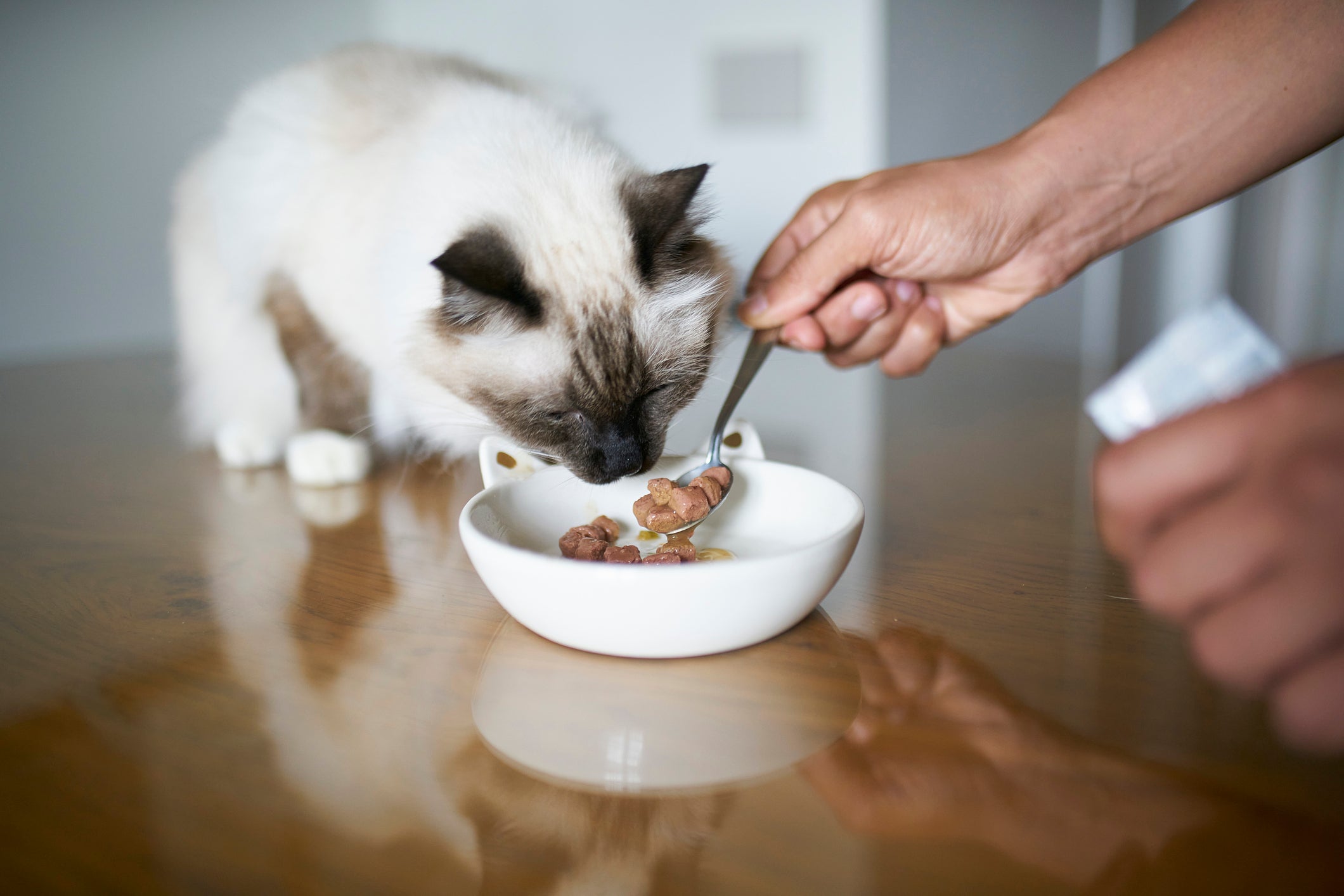 O sachê para gatos é um alimento rico em água e nutritivo