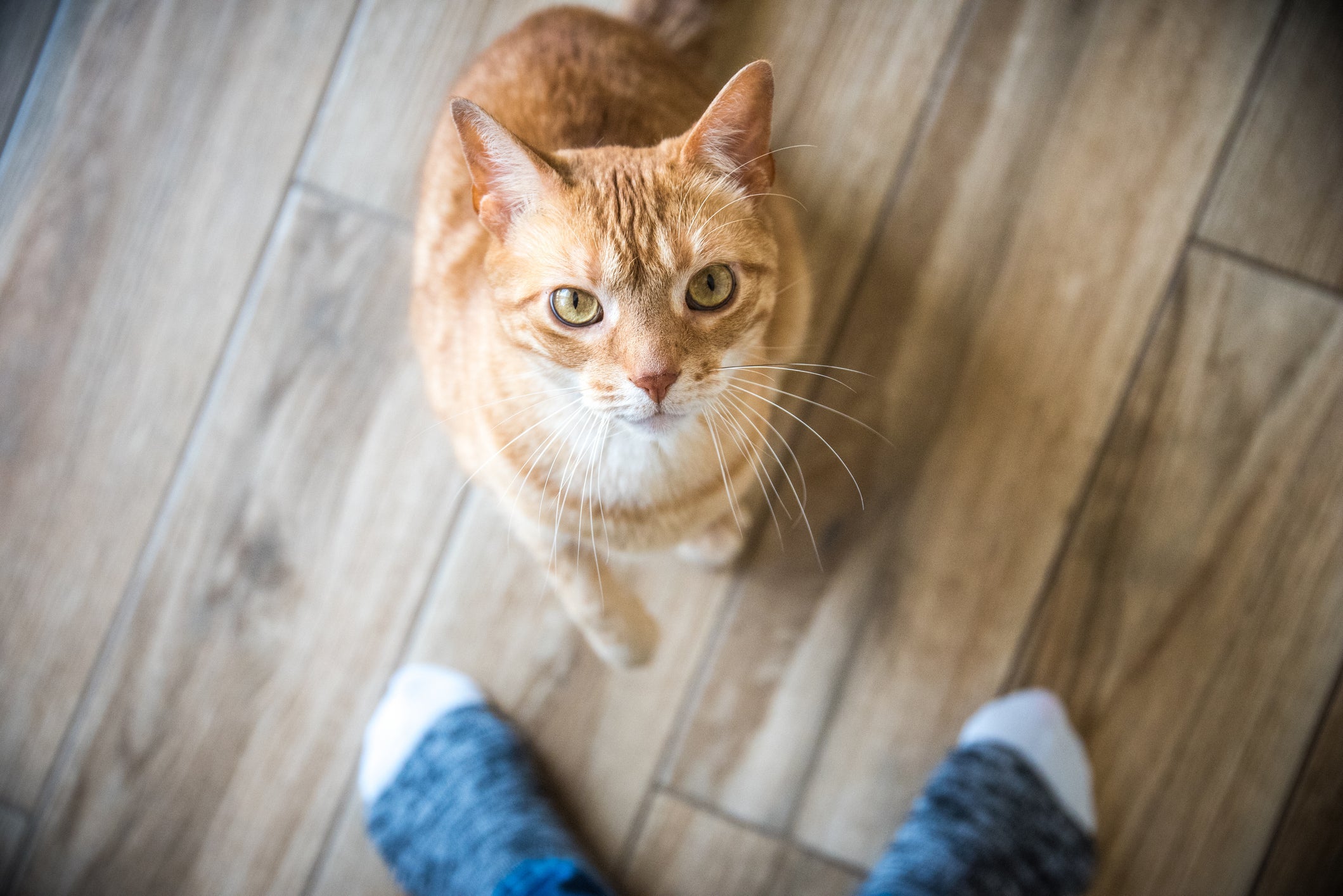 Um cuidado simples pode transformar a vida do seu gatinho