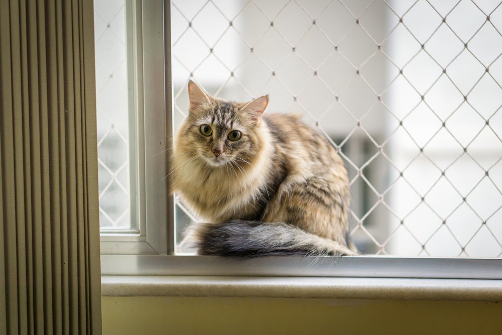 A tela de proteção para gatos deve ser trocada periodicamente por questões de segurança