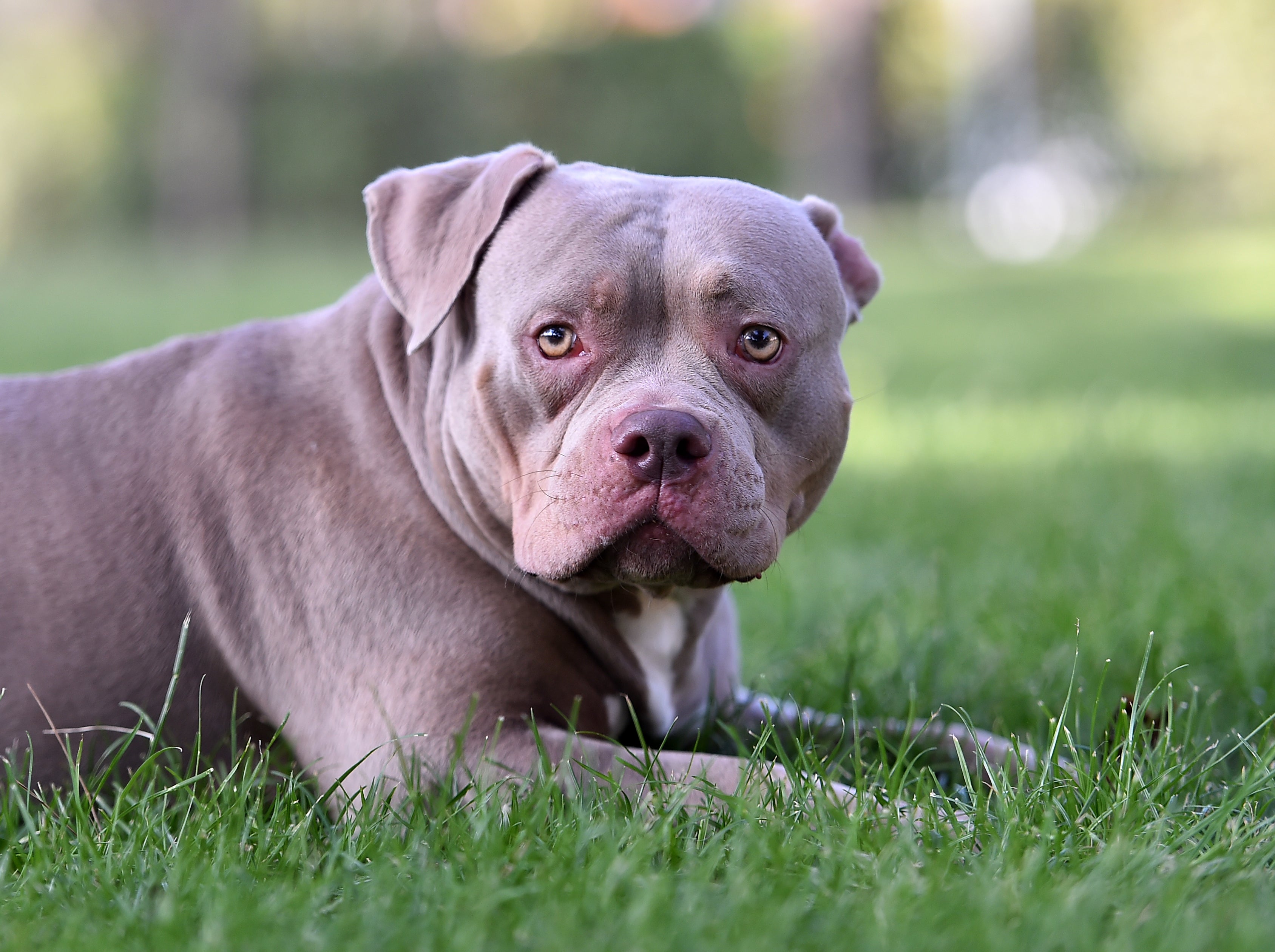 O American Bully é um cachorro forte e imponente com vários tamanhos