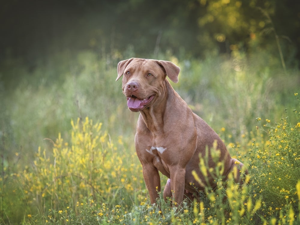 Existem vários tipos de Pitbull, por isso é importante saber como reconhecê-los