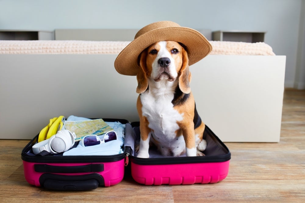 Viajar com cachorro nem sempre é a melhor opção