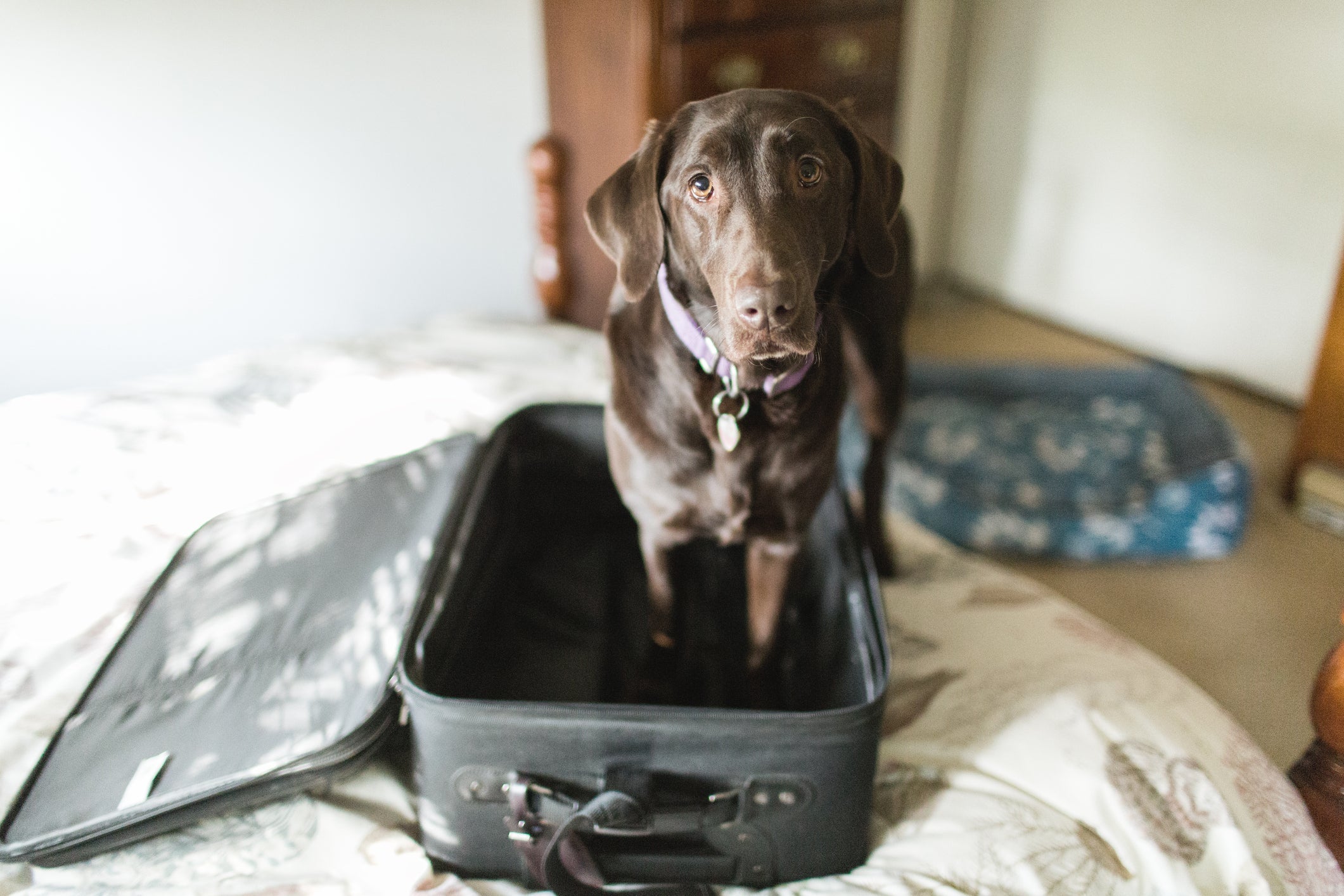 Viajar com cachorro é uma experiência incrível