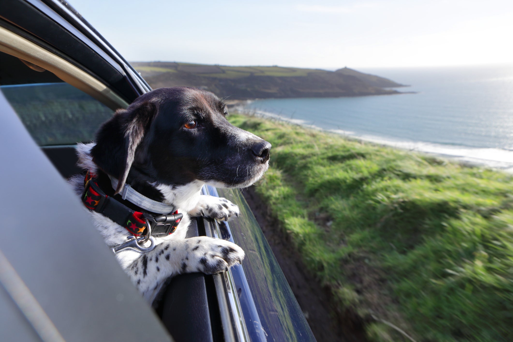 Para viajar com cachorro de forma segura, é bom seguir algumas dicas