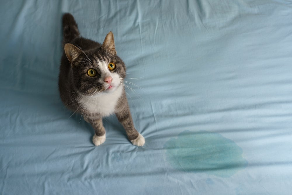 O xixi de gato em cima da cama ou do sofá pode ter diferentes motivações