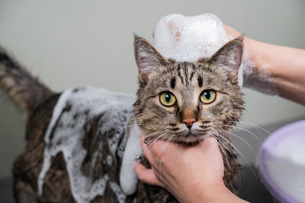 Banho em gato no calor: entenda se medida faz bem ou mal para o animal!