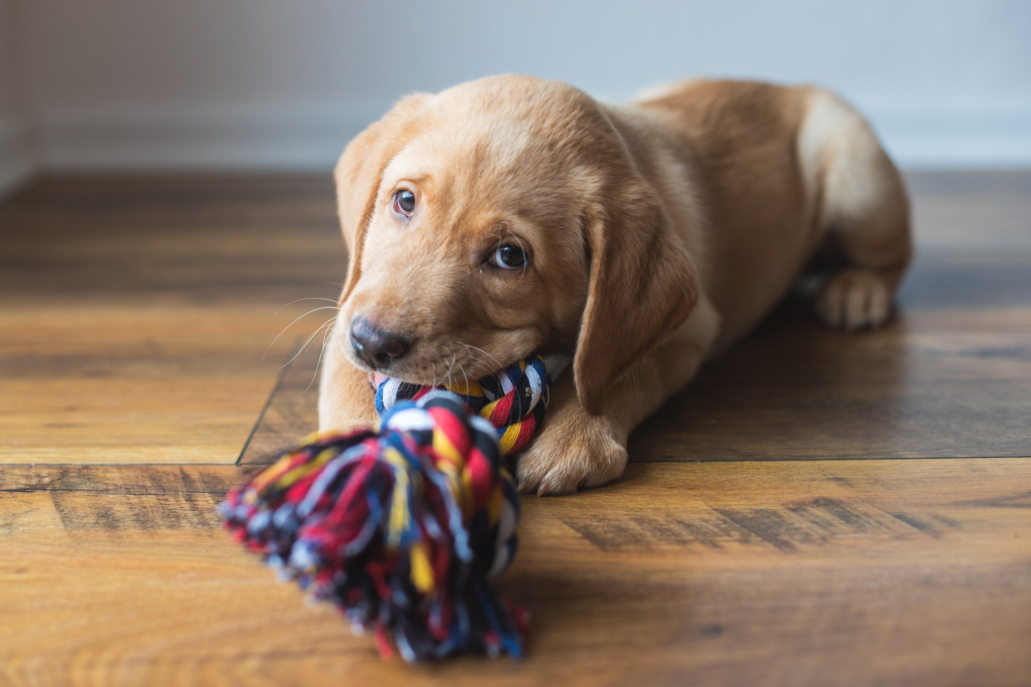 Os melhores brinquedos para cachorros que ficam sozinhos são aqueles que mantém o pet entretido 