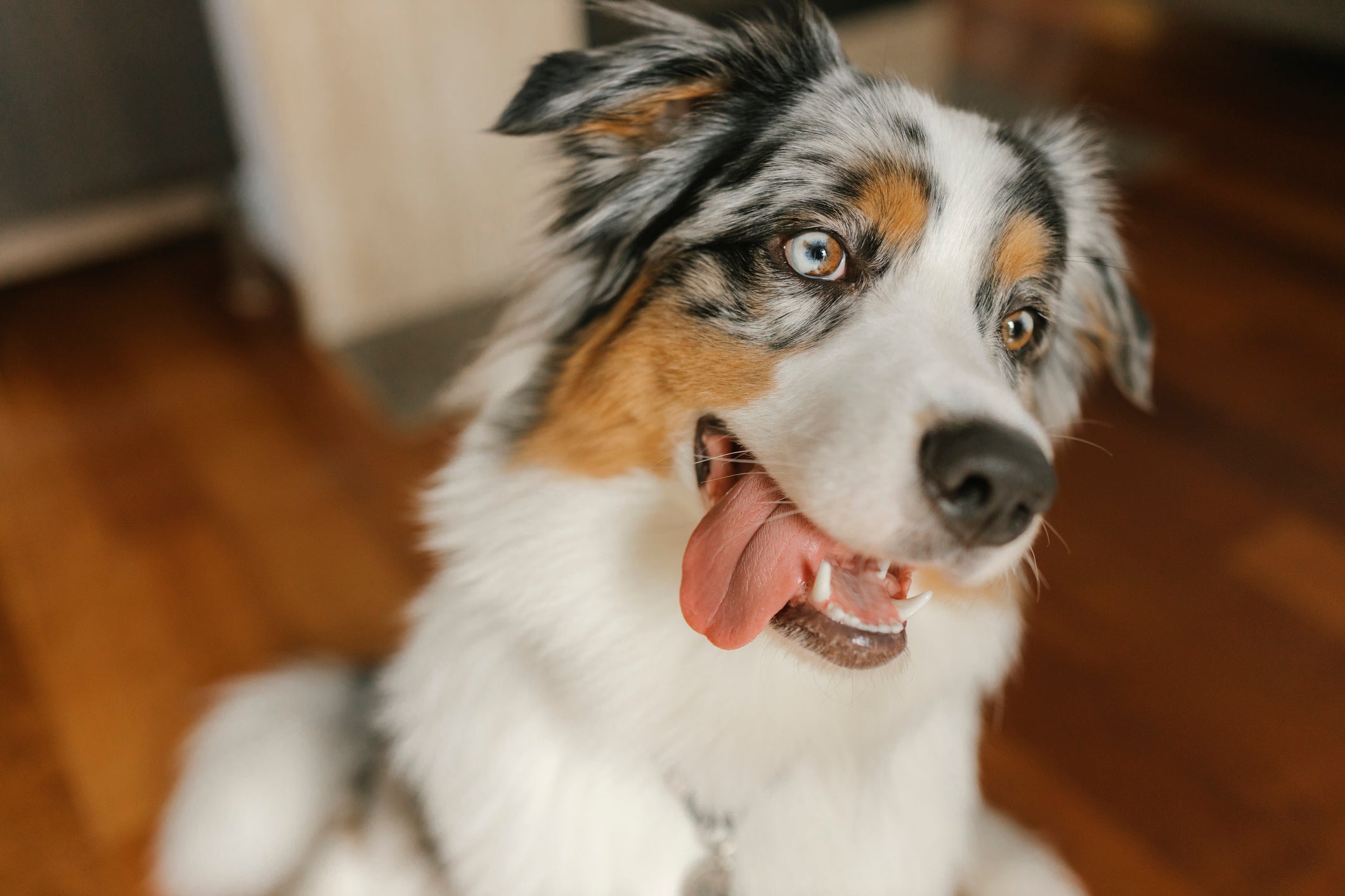 O cachorro ansioso pode desenvolver problemas de saúde