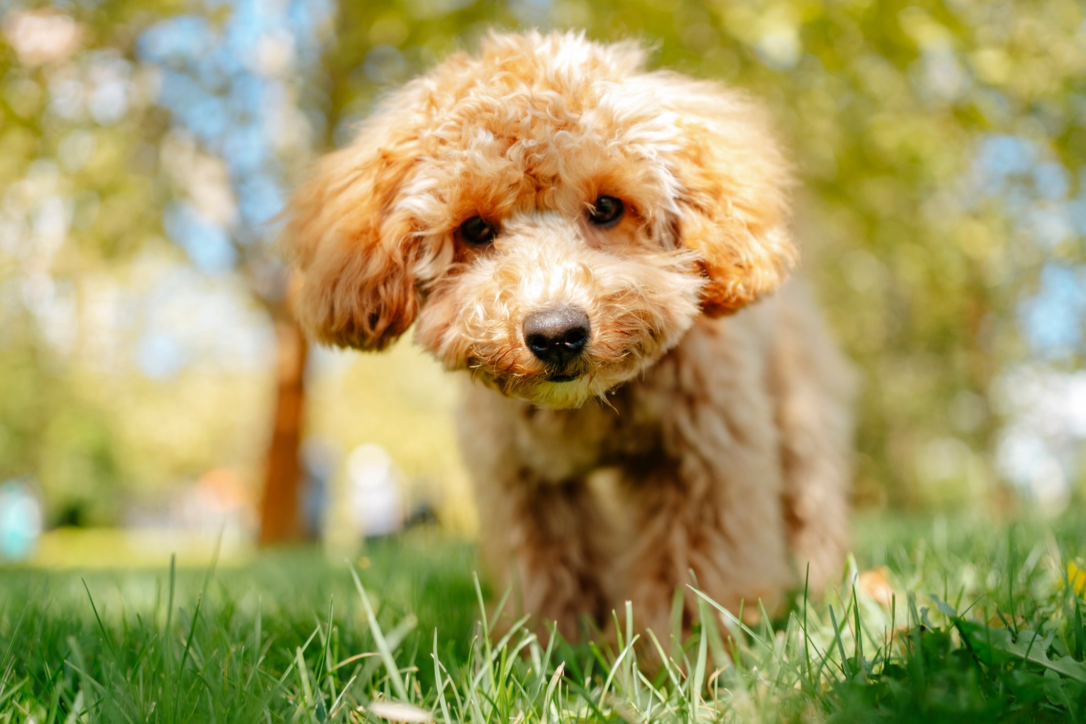 O cachorro com calor precisa de alternativas refrescantes