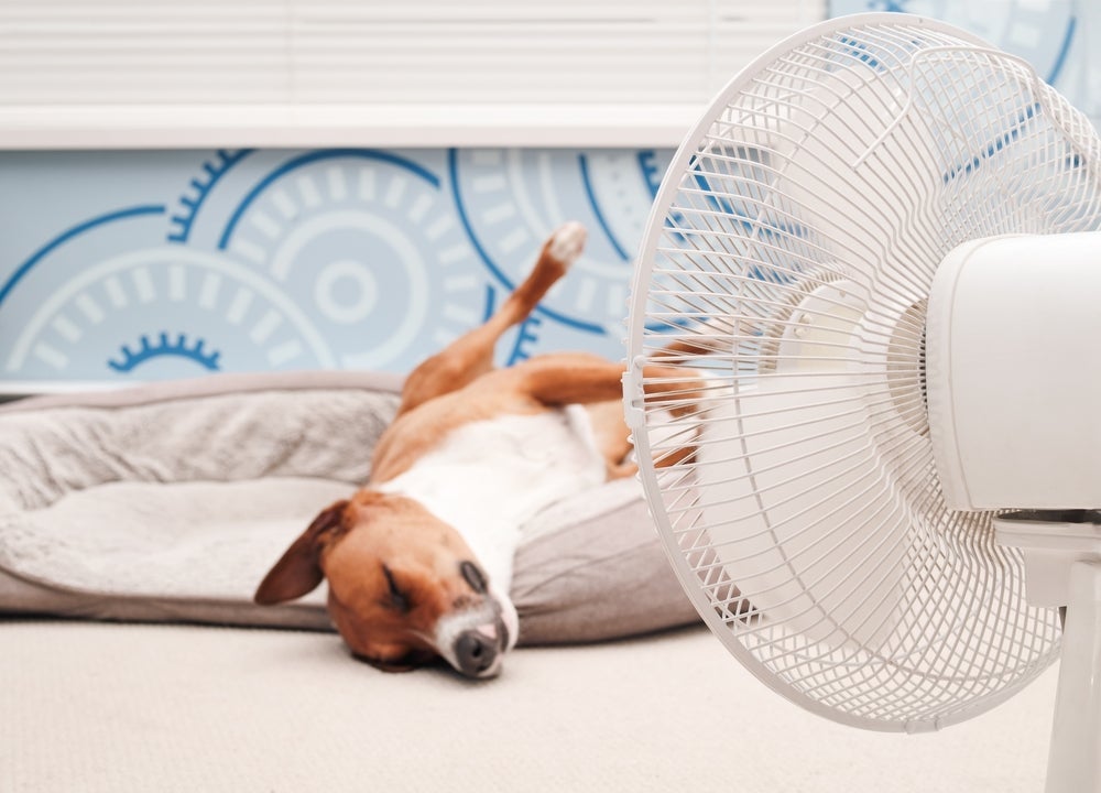 Para não deixar o cachorro com calor, siga algumas dicas