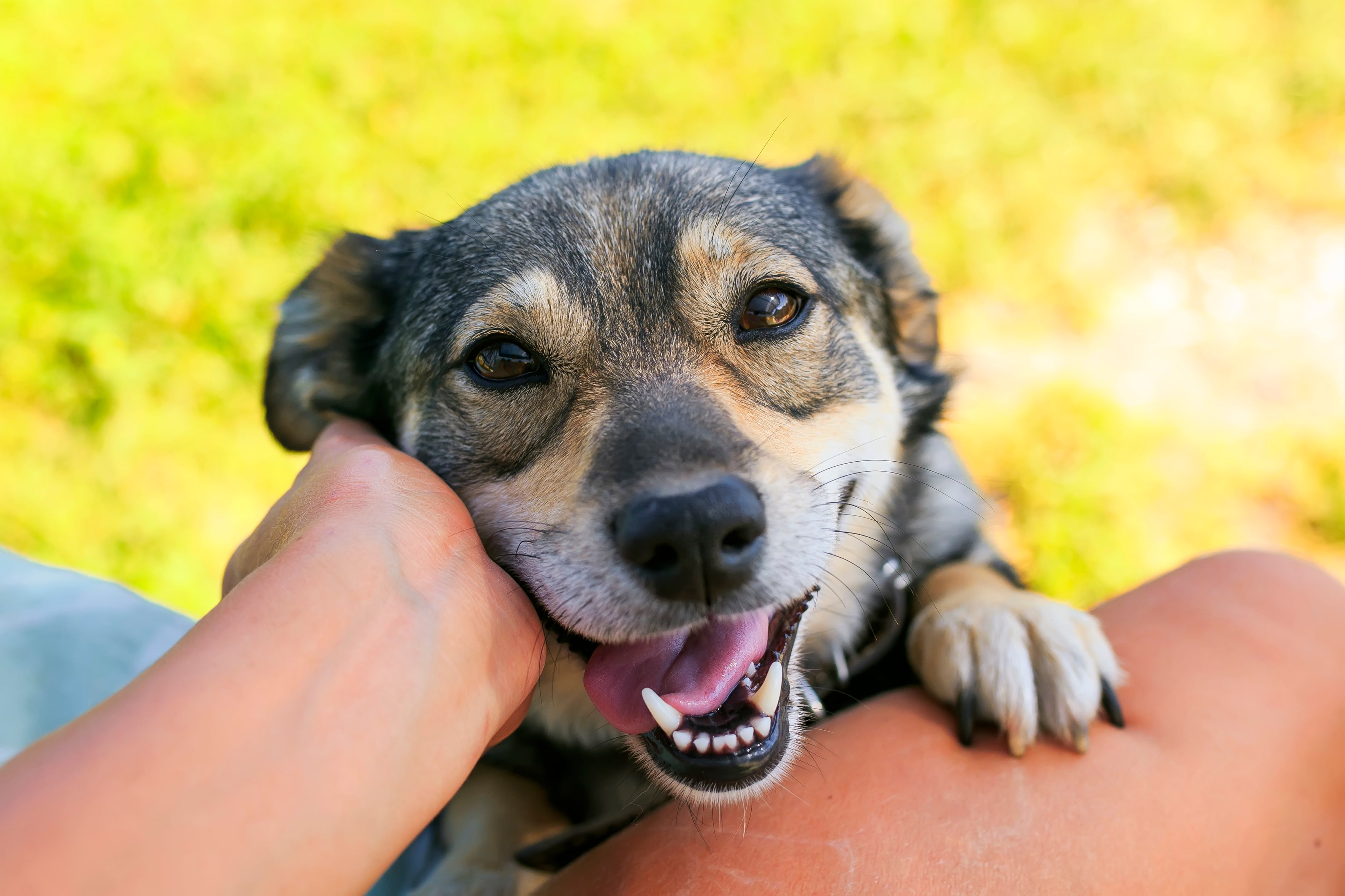 Cachorro feliz é aquele que é bem cuidado
