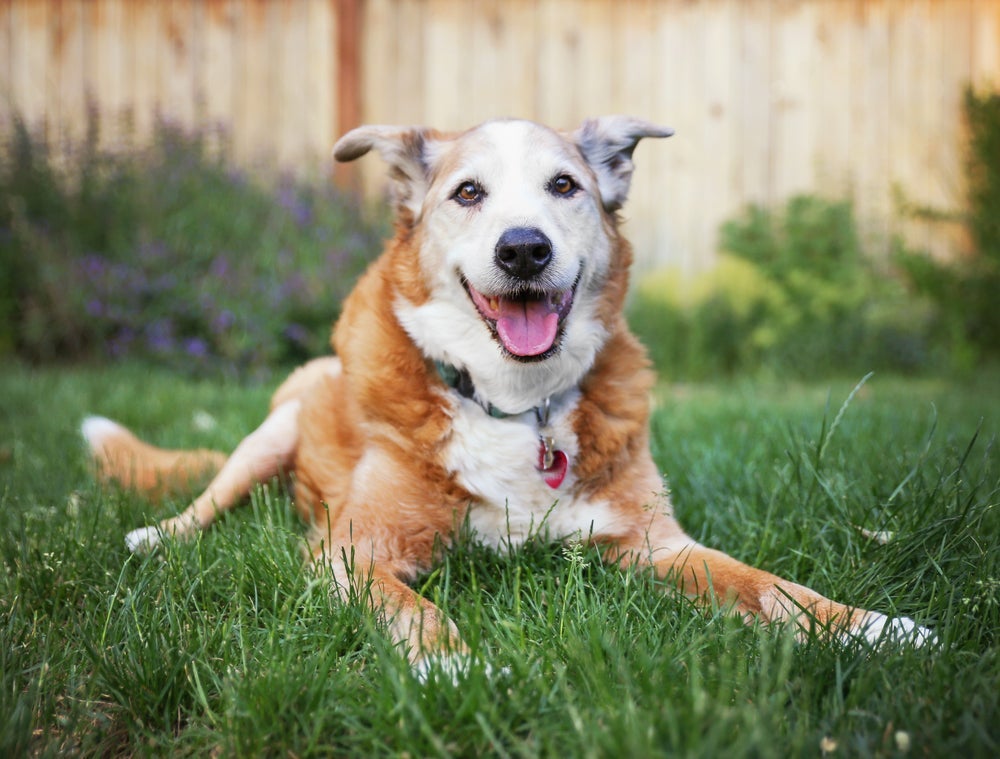 O cachorro idoso precisa ser estimulado fisicamente e mentalmente para se manter bem