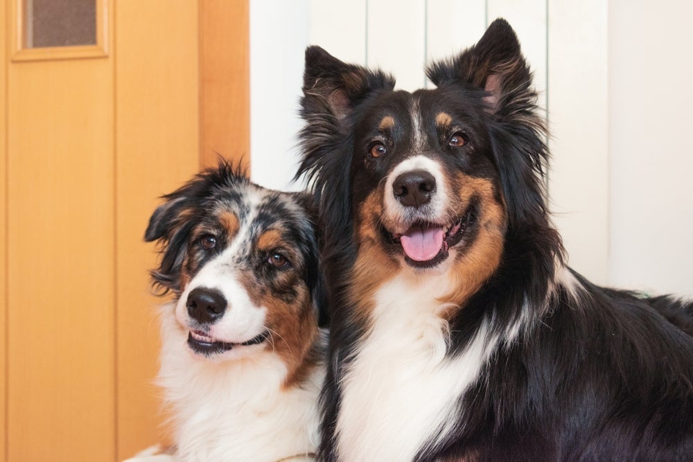 Se você tem um cachorro inteligente, ele provavelmente tem uma reação que prova isso