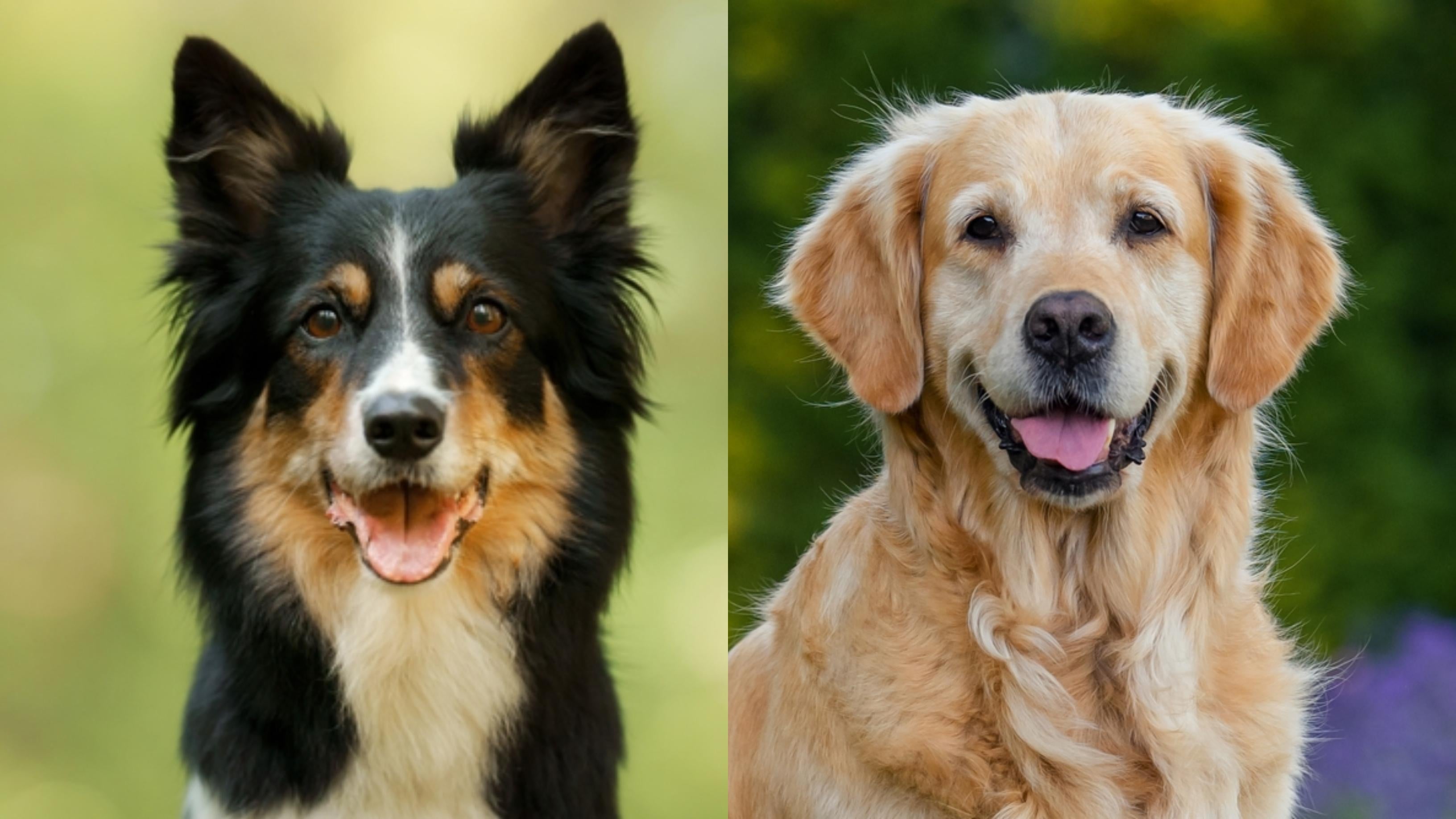 Border Collie e Golden Retriever são dois dos cachorros mais inteligentes, mas segundo lugar é ocupado por outro cão popular