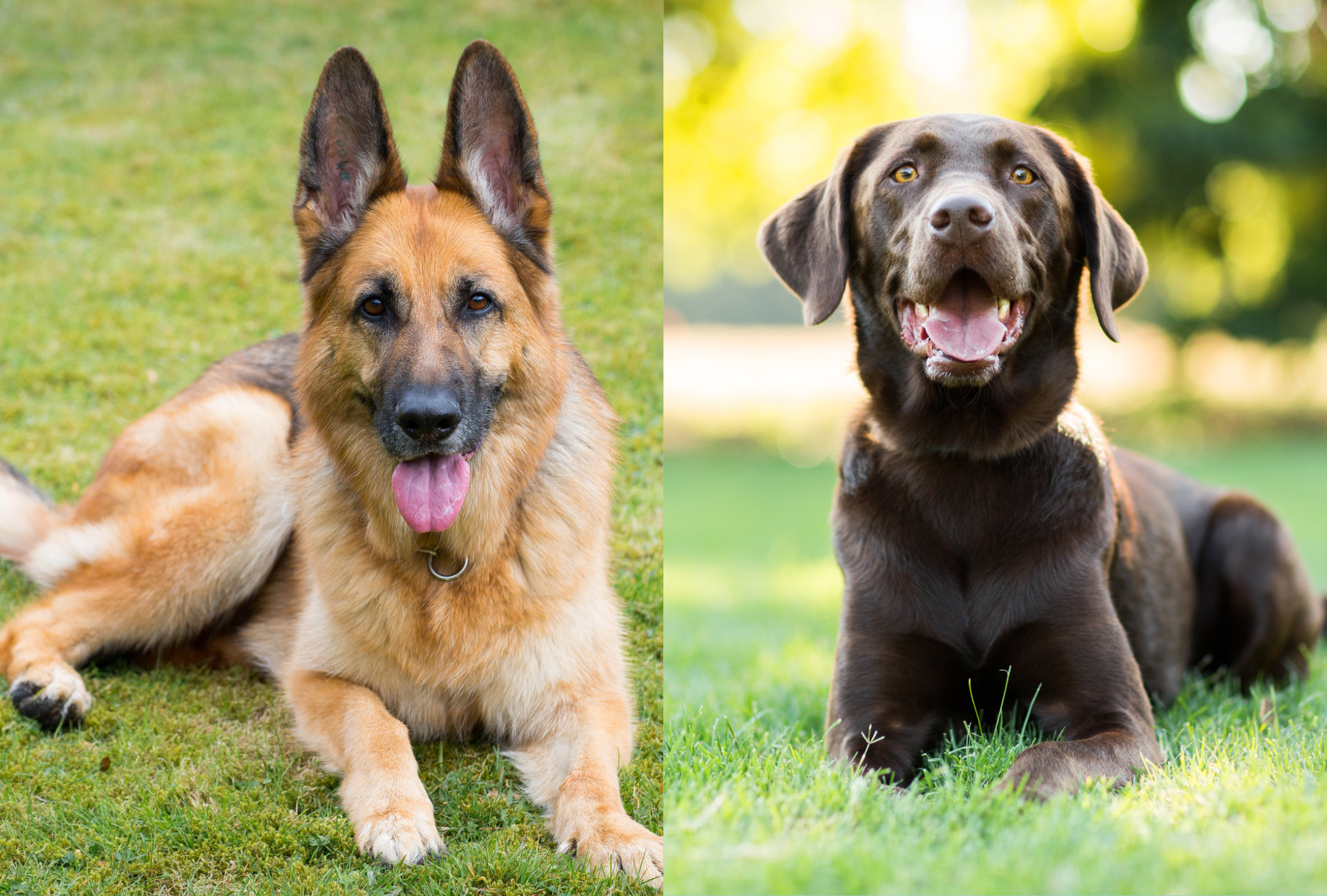 Apesar do Pastor Alemão e Labrador serem espertos, existe uma raça de cachorro inteligente que ninguém lembra de citar