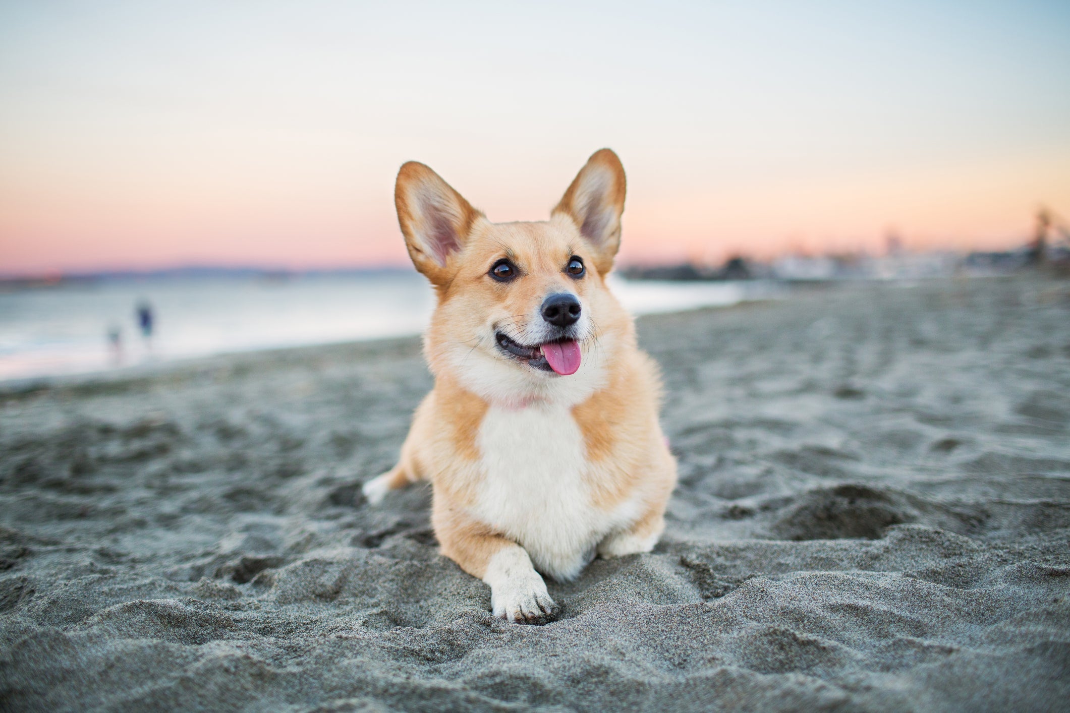 Levar o cachorro na praia exige alguns cuidados importantes