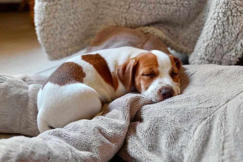 Onde colocar a cama para cachorro? Descubra melhor lugar para seu pet dormir!