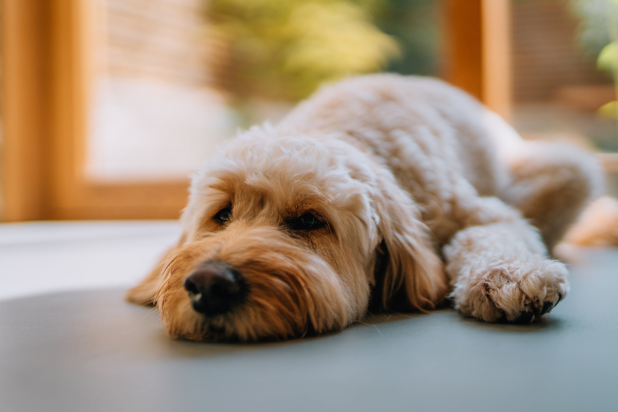 O cachorro vomitando pode ter diferentes causas