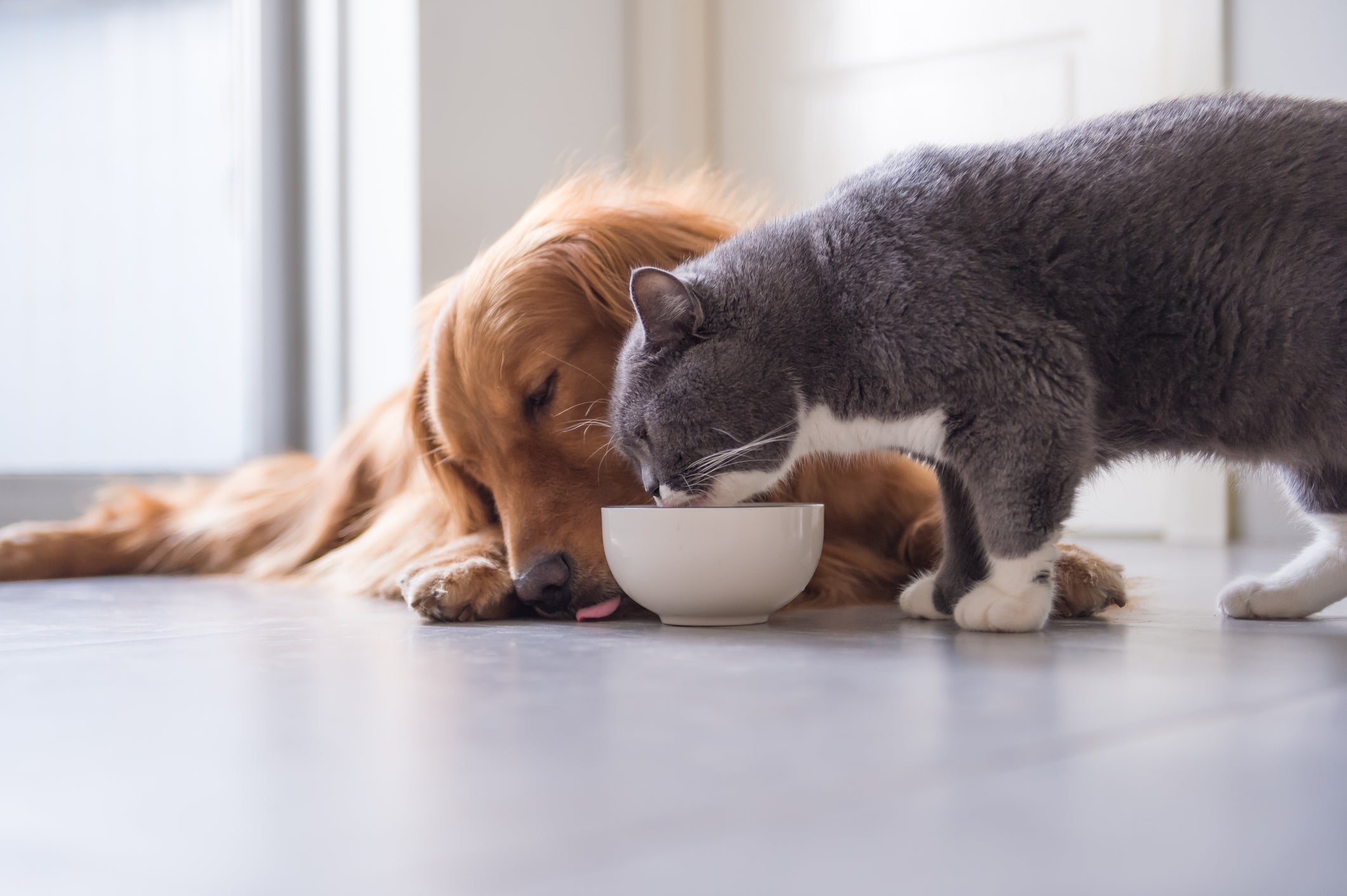 O câncer em cachorro e gato é uma doença muito comum, mas perigosa 